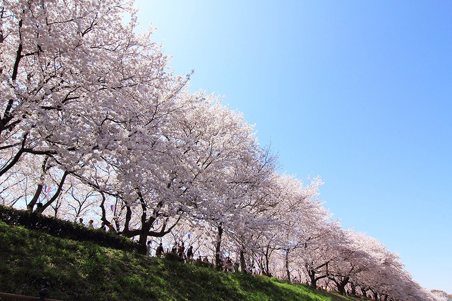 ハイブリッド基金の山形トヨペット桜街道をつくるという目標達成を目指し、桜などの苗木植樹を行う